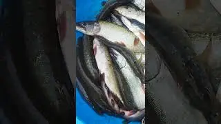 Эх рыбалочка #fishing