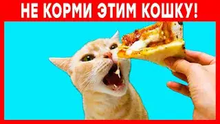 10 опасных продуктов для кошек. Чем нельзя кормить кошку!