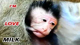 DRUNK ... I'M VERY SLEEPY..!! LOVELY ACT ANYA DRUNK MILK // CUTE BABY MONKEY ANYA LOST MILK