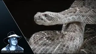 Rattlesnake Attacks Wild Pigs 01