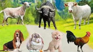 Farm Animals : Cow, Rabbit, Dog, Chicken, Sheep, Goat, Duck, Pig - Farm Animal Sounds