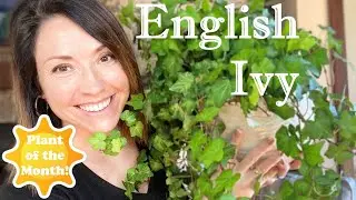 English Ivy | NEW Plant of the Month!