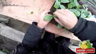 Прививаем арбуз на тыкву 09 05 2015