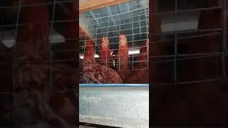 Наши будущие несушки!