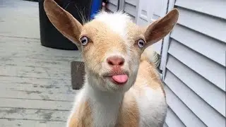 This is why GOATS are the FUNNIEST ANIMALS