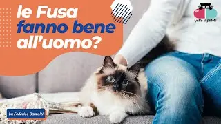 Le FUSA del Gatto che benefici danno all'uomo?🐱