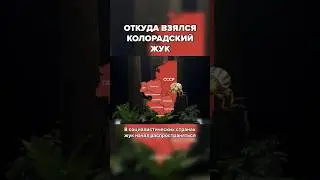 Как этот жук завоевал весь мир