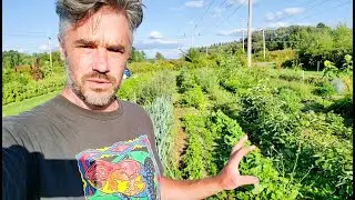 Permaculture Farm - Tomato Trellis Ideas and More