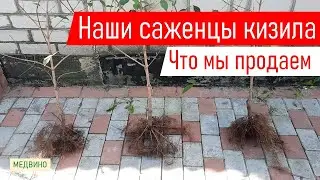 Наши саженцы кизила: как выглядят – товар лицом