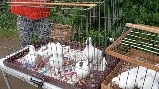 ИСТРА 20.08.23 ПТИЧИЙ РЫНОК