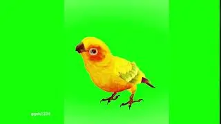 Yellow bird with bird sound effect in green screen