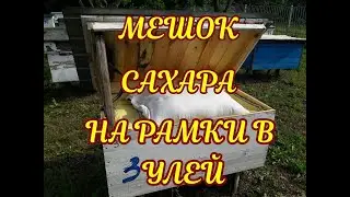 15 ИЮНЯ. СОСТОЯНИЕ СЕМЕЙ. КОЛИЧЕСТВО КОРМА. РОЕНИЕ КЕМЕРОВСКАЯ СИСТЕМА.