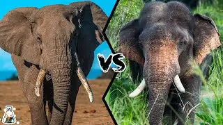 AFRICAN ELEPHANT VS ASIAN ELEPHANT - Who Will Be The King?