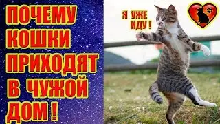 Что ждет семью, если чужая кошка прибилась к дому. Причины и приметы!