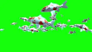Green Screen Animated Fish School 3D HD Copyright Free