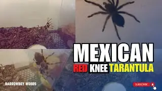 Mexican Red Knee Tarantula