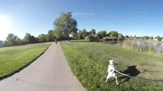 Walking the dog? Or dog walking the human? Watch this In 360.