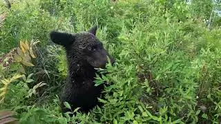 Как узнать что здесь были медведи.