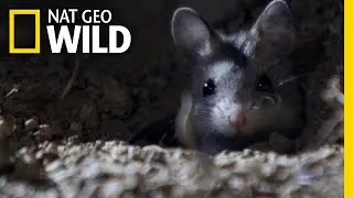 The Grasshopper Mouse Is a Killer Howling Rodent | Nat Geo Wild