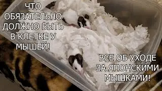 ЧТО ДОЛЖНО БЫТЬ В КОНТЕЙНЕРЕ МЫШЕЙ. ЯПОНСКИЕ МЫШИ - УХОД И СОДЕРЖАНИЕ