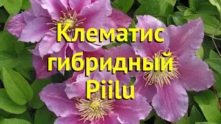 Клематис гибридный Пиллу. Краткий обзор, описание характеристик, где купить саженцы clematis Piilu
