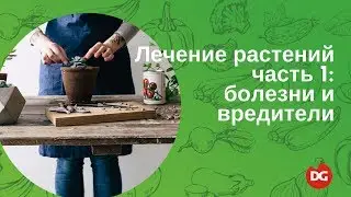 №20 Лечение растений. Часть 1: болезни и вредители