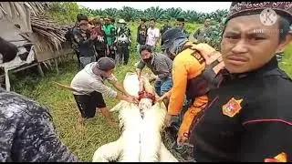 Jasad Bocah 8 Tahun, Di Temukan Utuh Di Perut Buaya Kaltim
