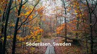 Misty Autumn Morning in Sweden 🍂 | Söderåsen Nationalpark  (4K Walk)