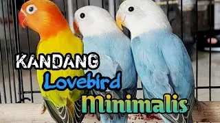 Kandang Koloni Lovebird Minimalis
