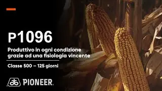 P1096: il mais produttivo in ogni condizione grazie ad una fisiologia vincente