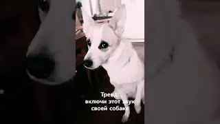 Включи этот звук своей собаке #собака