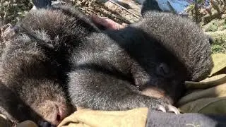 Медвежата спят.