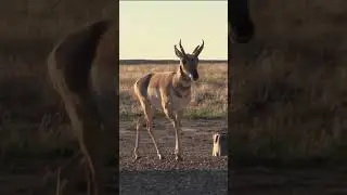 Wait for the big buck or shoot the little buck? - Antelope Archery Hunt