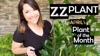 ZZ Plant Care | April's Plant of the Month!