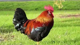 Зачем нужен петух l Сколько петухов нужно держать в хозяйстве?