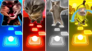 Doorbell Cat vs Chipi Chipi Chapa Chapa Cat vs Happy Cat vs Banana Cat - Tiles Hop EDM Rush