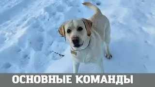 Лабрадор, какие команды должен знать