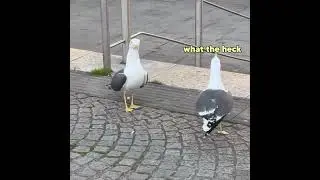 Seagull Picks Fight