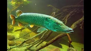 Интересные факты про щуку(Interesting facts about pike).
