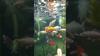 очень  красивый  аквариум #short