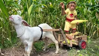 CUTIS harvests corn to make smoothies for goats