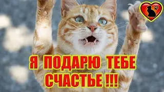 Почему Кошки Делают Нас Счастливее и  Здоровее?!