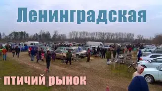 Птичий рынок. Ленинградская. [10.03.2024]