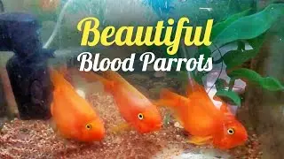 Beautiful Red Blood Parrots (Blood Parrot Fish)