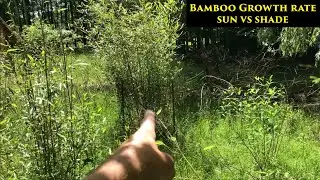 Bamboo in Sun vs Shade | The 10 Year Unintended Experiment