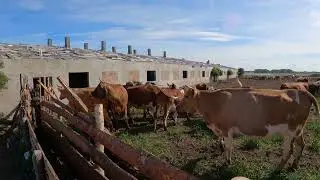 Курдючные барашки!!!