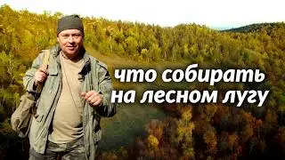 Шампиньоны, кровохлёбка и что ещё можно собрать на лесном лугу? Дары Башкирии