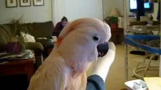 Big Ben The Moluccan Cockatoo