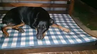 How does Kennel cough sound and present itself  (Bunji will be fine)