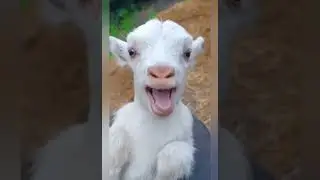 Baby goats and mama goat sound ❣️❤️💗 